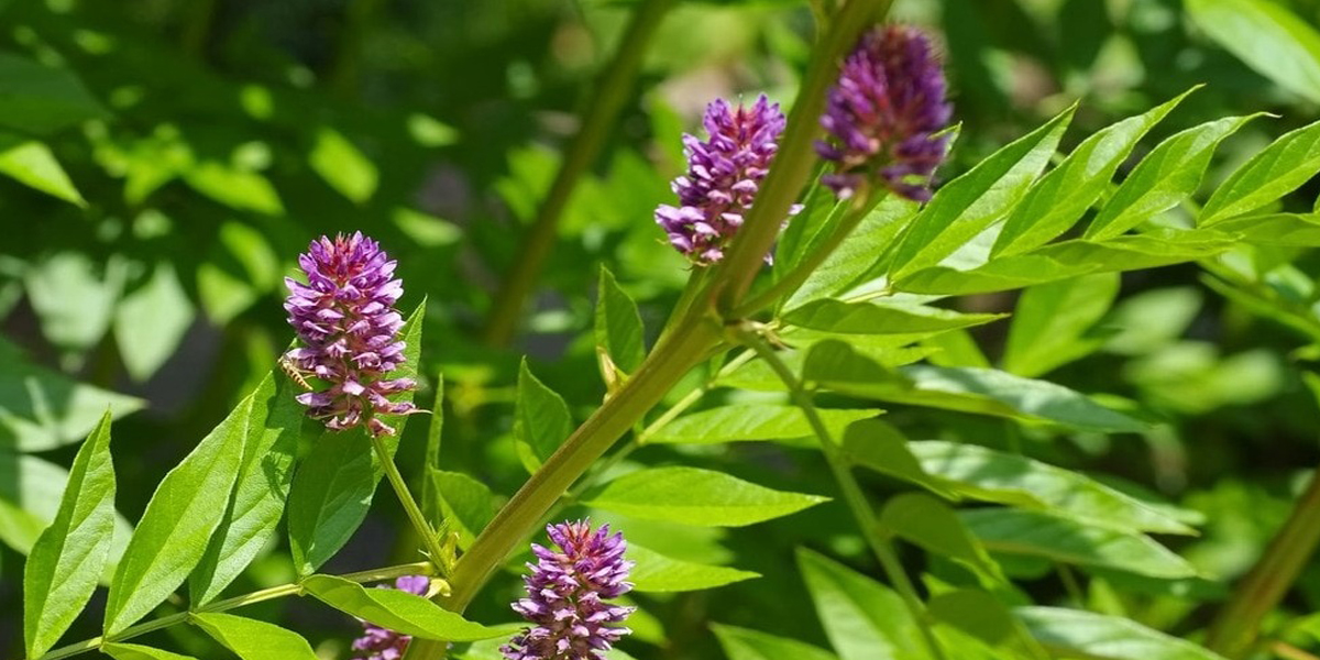 Солодка бобовые. Glycyrrhiza glabra. Солодка Уральская. Солодки лечебная трава.